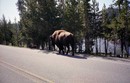click: Bison
